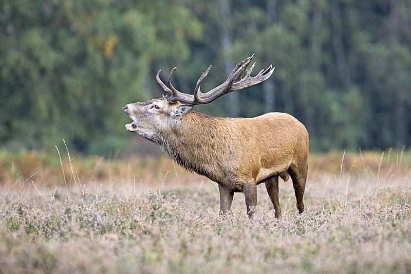 01DD0246 Red Deer stag calling during rut, New Forest Copyright Mike Read.jpg - Red deer Cervus elaphus stag on New Forest heathland during rut